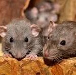 Camundongo (Mus musculus)