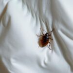 Percevejo-de-cama comum (Cimex lectularius)