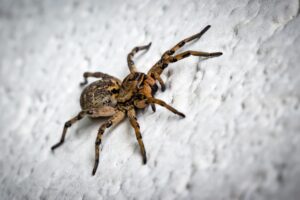Aranha em teia em ambiente residencial