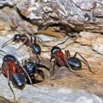 Formiga carpinteira (Camponotus) em madeira
