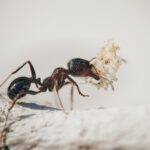 Formiga cortadeira (Atta) em jardim