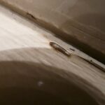 Peixinho-de-prata (Lepisma saccharina) em papel