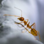 Formiga-doceira em superfície de cozinha