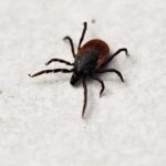 Carrapato estrela (Amblyomma sculptum)