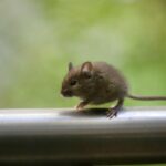 Rato de telhado (Rattus rattus)