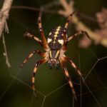 Aranha-armadeira em área externa