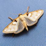 Traça de roupa (Tineola bisselliella)