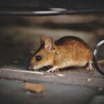Rato de esgoto (Rattus norvegicus)