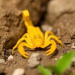 Escorpião amarelo (Tityus serrulatus)