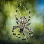 Aranha-marrom (Loxosceles) escondida