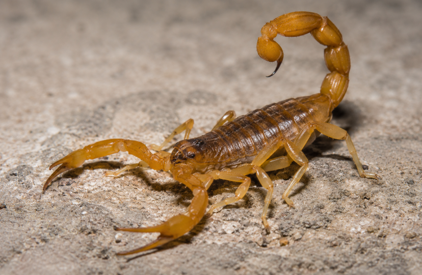 Escorpião Âmbar em Pose Defensiva
