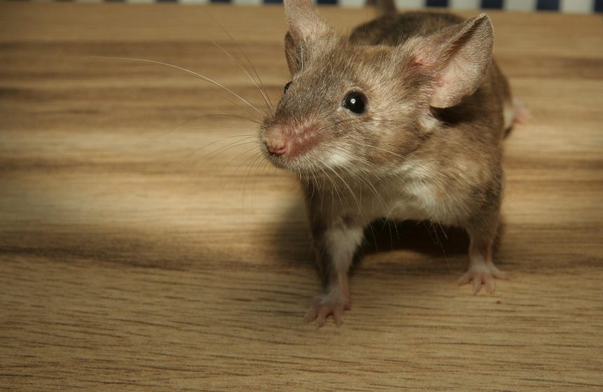 Rato em ambiente residencial