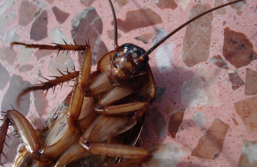 beeki-cockroach-15093_1920