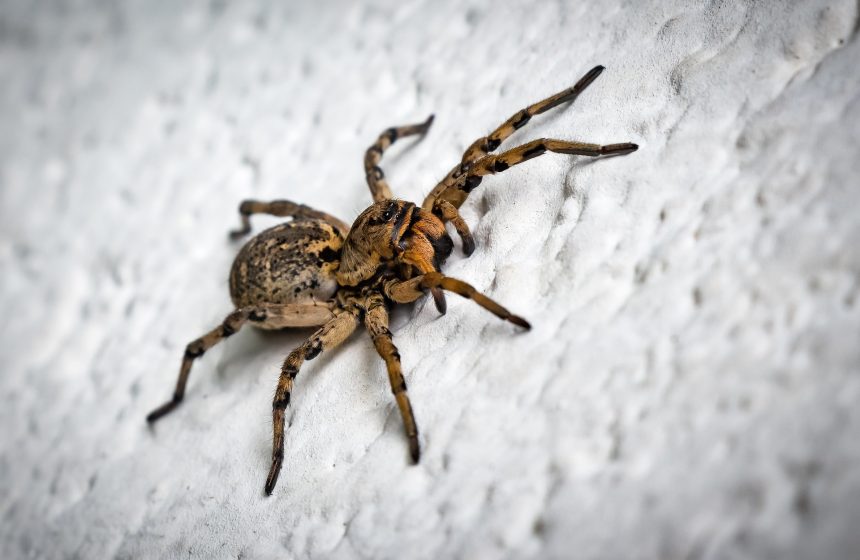 Aranha em teia em ambiente residencial