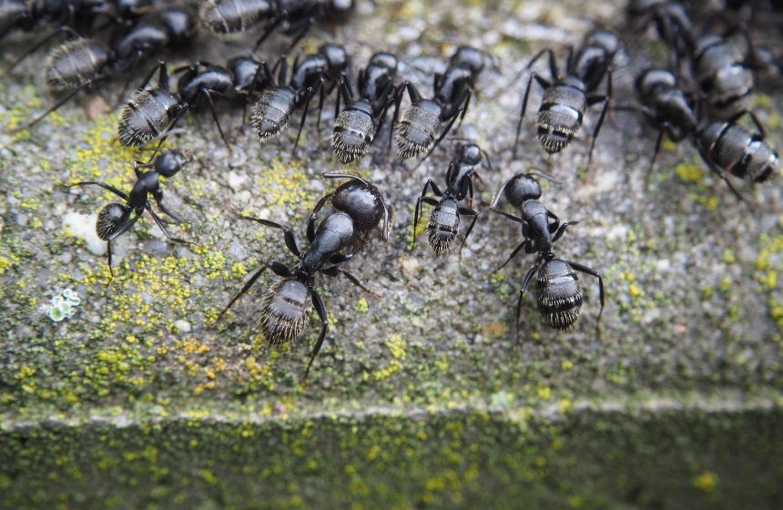 Formigas em trilha em ambiente doméstico